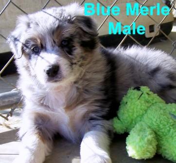 Black Tri male